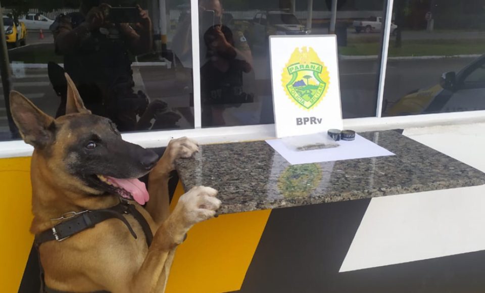 A eficácia dos serviços executados pela Companhia de Operações com Cães (COC) do Batalhão de Operações Especiais (BOPE) da Polícia Militar do Paraná (PMPR) elevou os números de apreensões de drogas e armas de fogos nos últimos 16 meses. De janeiro de 2020 até abril de 2021 foram apreendidas 74,2 toneladas de drogas e 234 armas de fogo com emprego dos cães policiais nas operações, aumento de 1.225% e 65,9%, respectivamente, ao comparar com o ano de 2019.   -  Curitiba, 07/05/2021  -  Foto: Polícia Militar do Paraná/SESP/PR