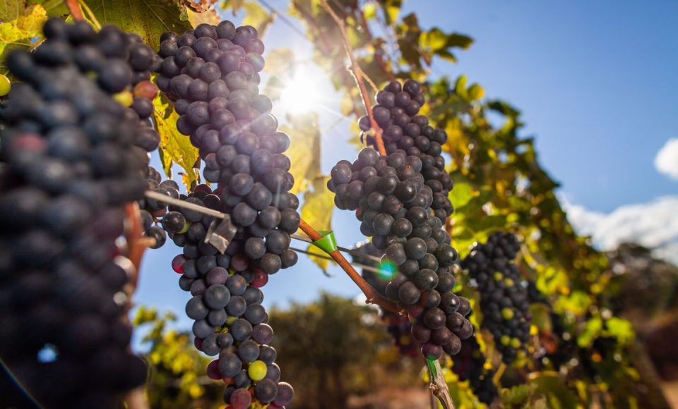 PAD DF, Plantação de Uva Syrah, Vinho, Vinhedo  Parreira, Uva