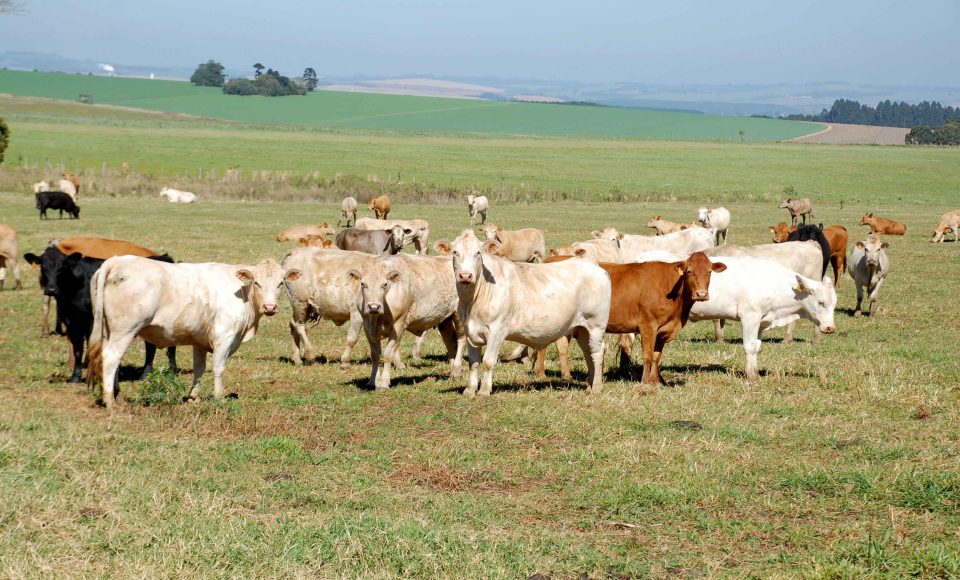 A principal atração do Instituto Agronômico do Paraná (Iapar) na ExpoLondrina 2014 é a apresentação de um lote de Purunã, raça que vem ganhando notoriedade entre os pecuaristas e já extrapolou as fronteiras do Paraná, tendo criadores no Mato Grosso do Sul, Minas Gerais, Mato Grosso e até Amazonas. Foto: Divulgação