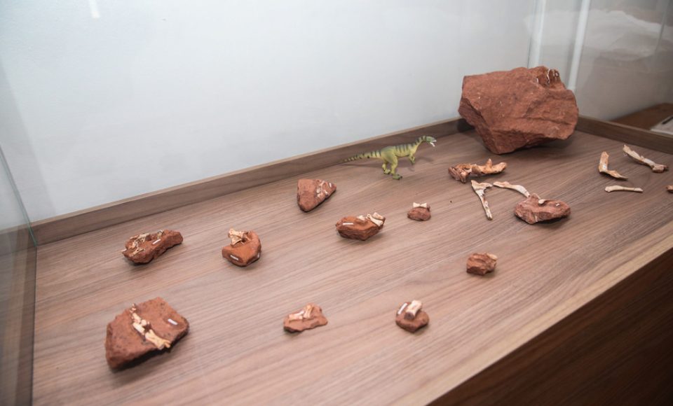 O fóssil foi encontrado em um sítio paleontológico de Cruzeiro do Oeste do Museu Paleontológico. A nova espécie de dinossauro foi batizada pelos pesquisadores de Vespersaurus paranaensis. 12/09/2019 -Foto: Geraldo Bubniak/AEN