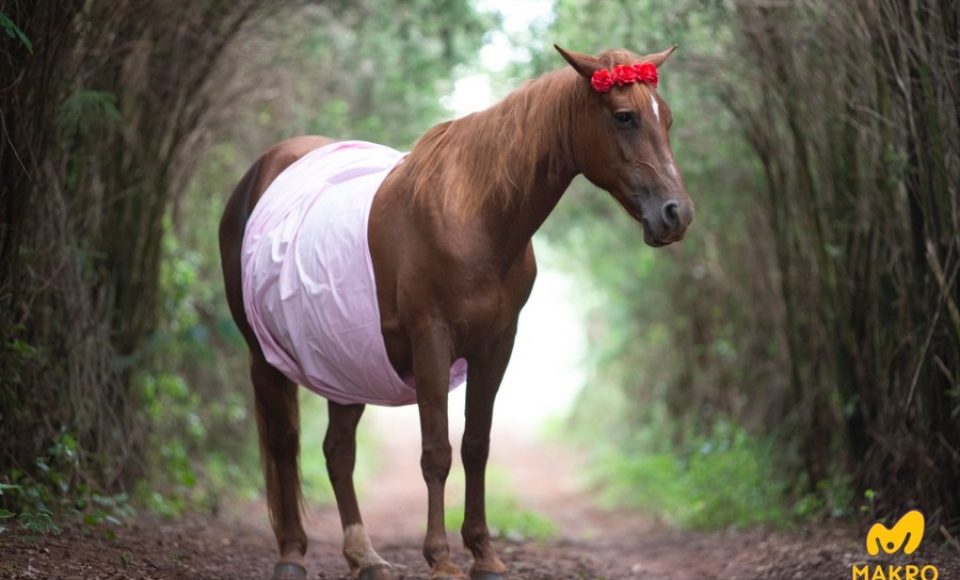 Égua prenha ganha chá de bebê. Foto: Makro Eventos