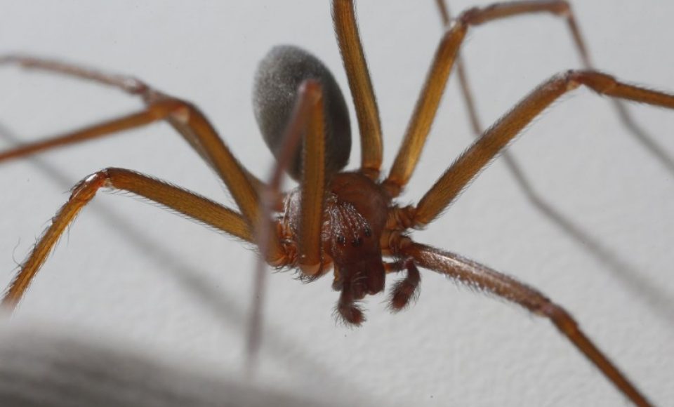 Aranha-marrom é o terro dos curitibanos. Uma pomada criada no Brasil pode ajudar a amenizar estrago da picada. Foto: Henry Milleo / Arquivo / Gazeta do Povo