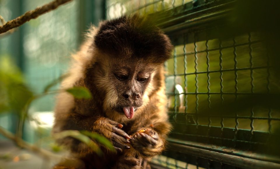 Morre macaco-prego que motivou iniciativas pró-fauna do Governo do Estado - Curitiba, 27/01/2022