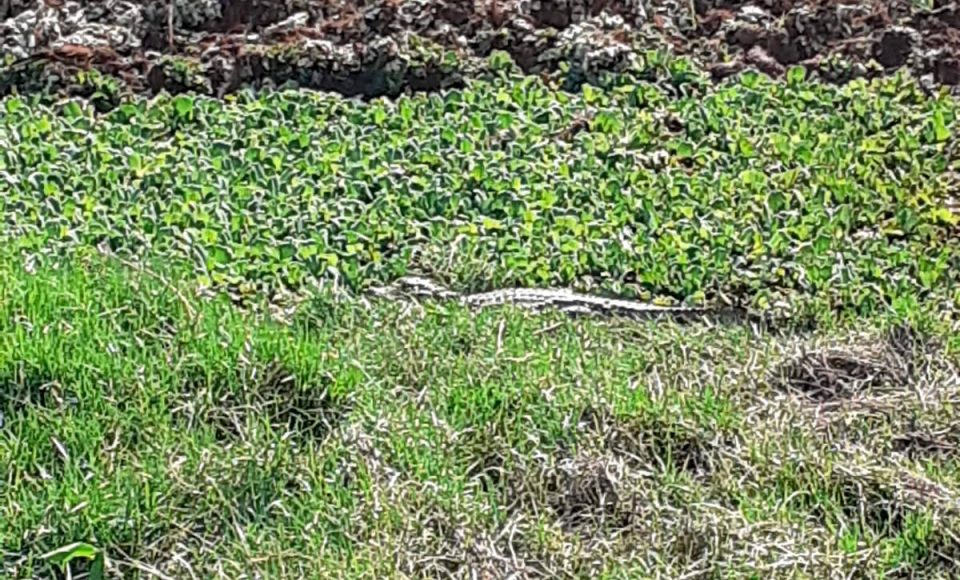 IAT trabalha na remoção de jacaré de caixa de contenção de água no Noroeste do Estado  -  Foto: IAT