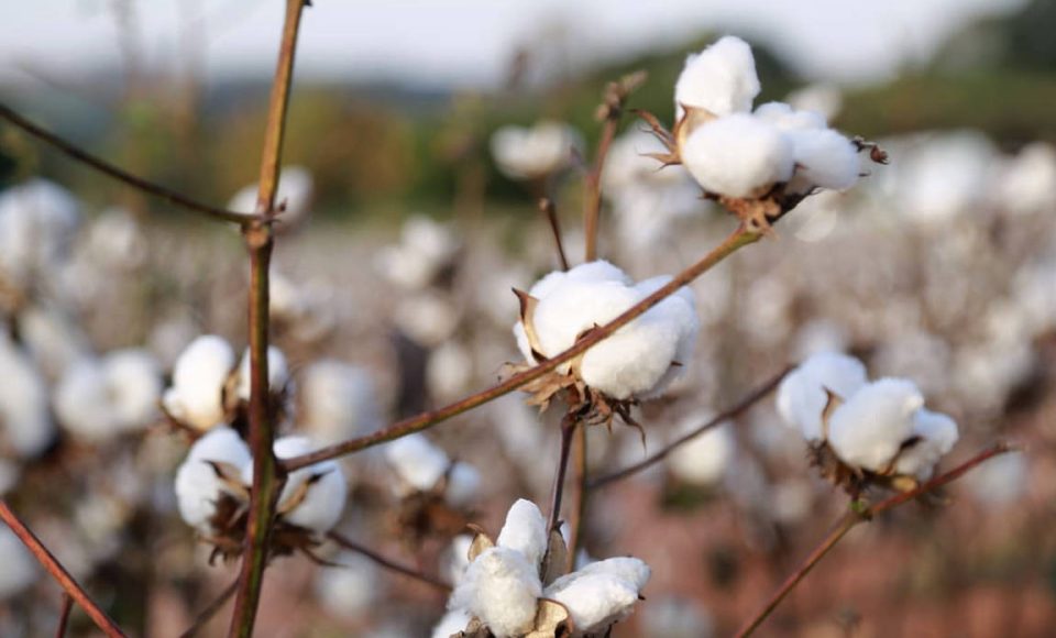Pesquisa obtém 3x mais algodão com adequado manejo de água e pragas - Resultados positivos são alcançados por meio da adoção de bom manejo de irrigação e controle de pragas no ciclo de cultivo    -   Maringá, 20/07/2021  -  Foto: UEM