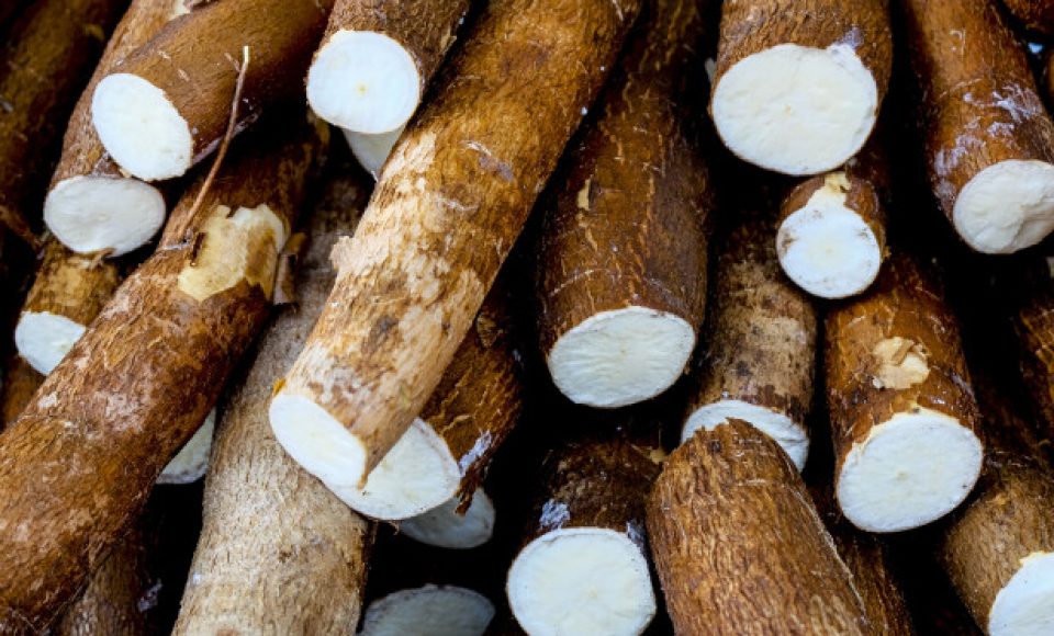 Cassava, also called manioc, yuca, balinghoy, mogo, mandioca, kamoteng kahoy, tapioca and manioc root, a woody shrub of the Euphorbiaceae family native to South America.