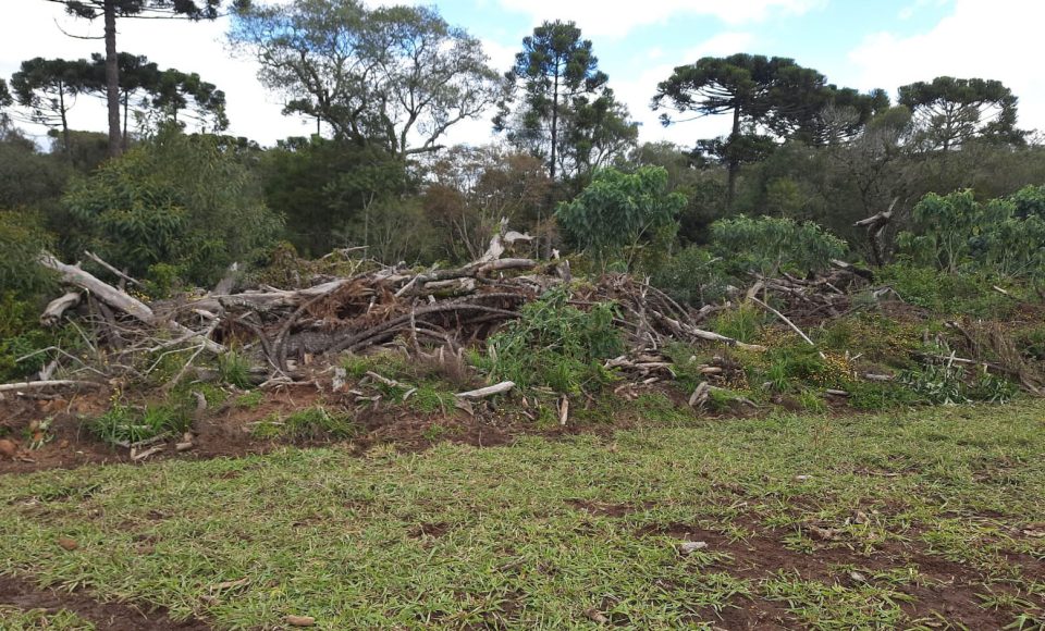 Fiscalização do IAT identifica 336 hectares de desmatamento e resulta em multas de R$2,33 milhões -