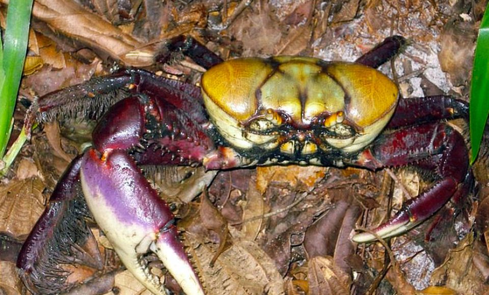 O Instituto Ambiental do Paraná (IAP) alerta para as restrições e precauções para a captura do caranguejo-uçá no Estado. A temporada de caça começa nesta sexta-feira (1º) e segue até 14 de março do ano que vem. Durante este período fica permitida apenas a captura dos machos com carapaça igual ou maior a sete centímetros. As fêmeas e os animais com dimensões inferiores não podem ser capturados em nenhuma época do ano.
Curitiba, 29/11/2017.
Foto: Divulgação IAP