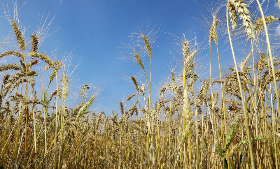 avoua de trigo. Tibagi, 12/09/2019 Foto:Jaelson Lucas / AEN