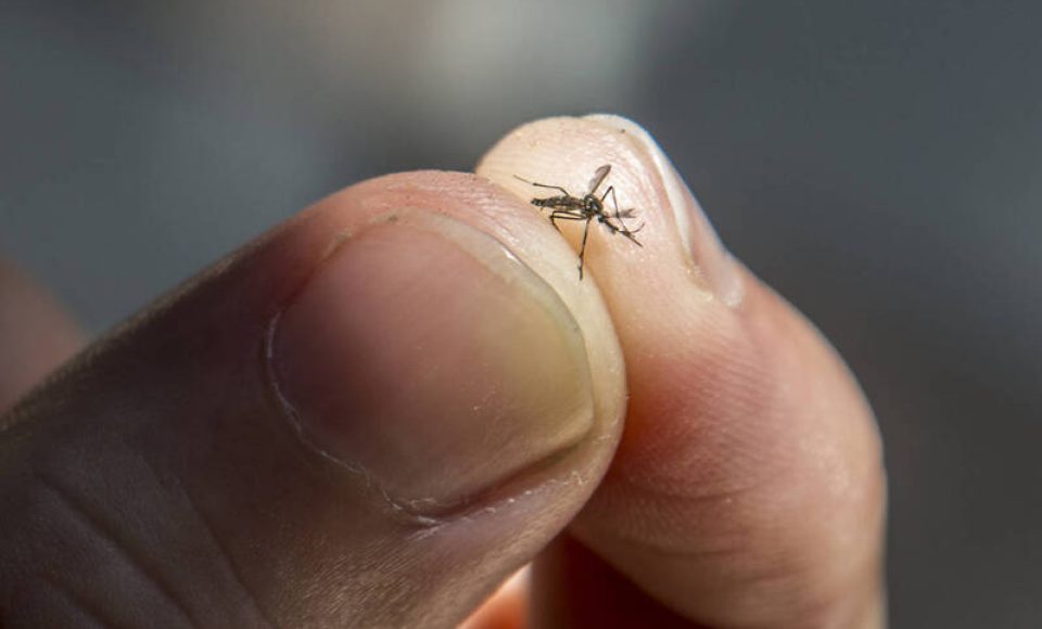 Dengue