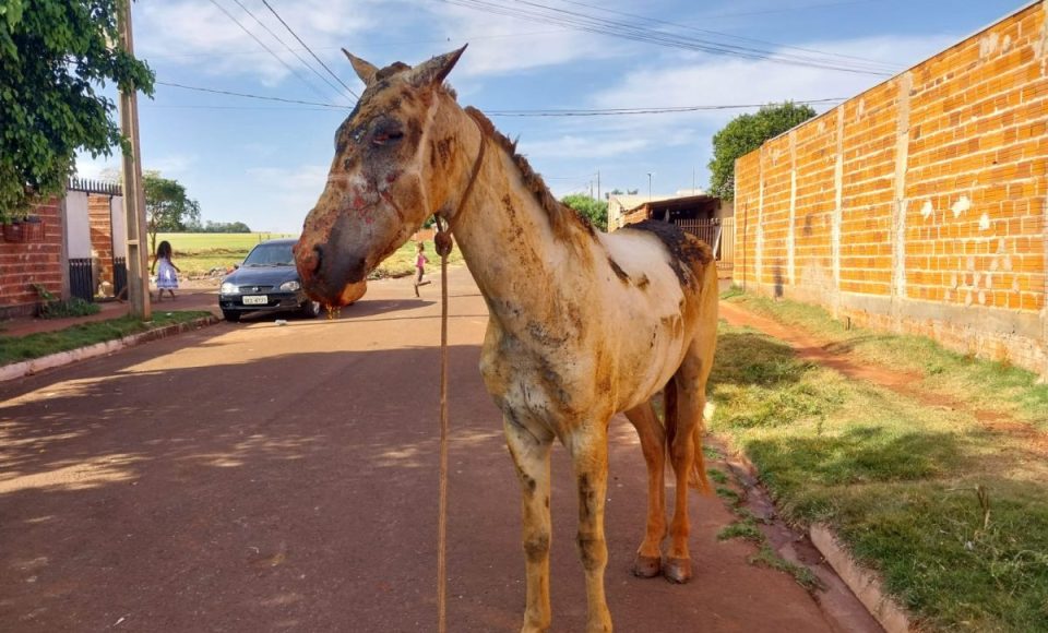 Cavalo ferido. Foto: GMC Online