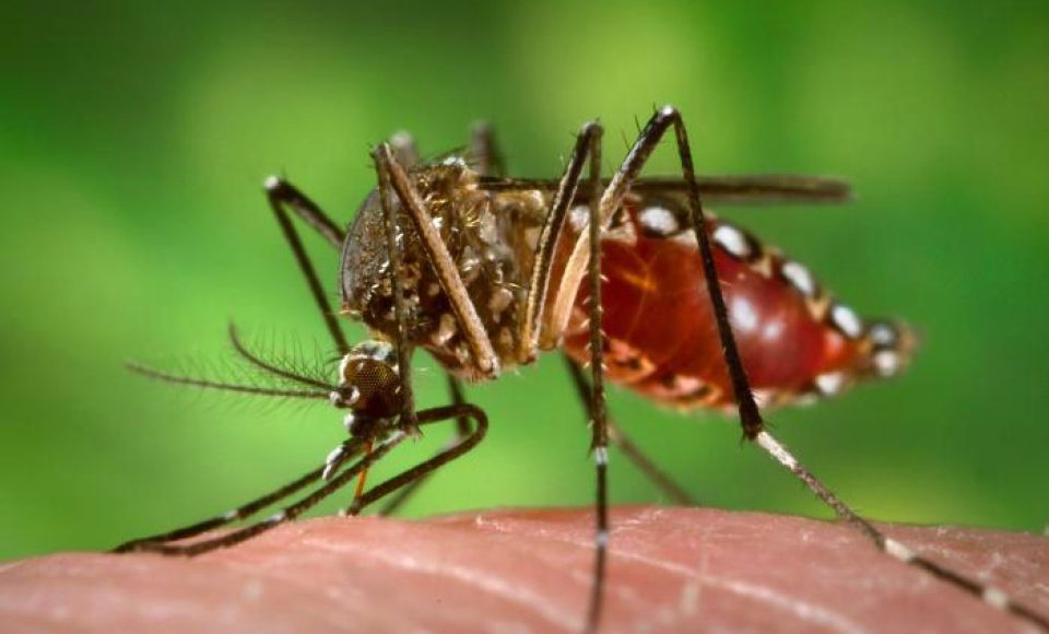 Aedes aegypti/dengue