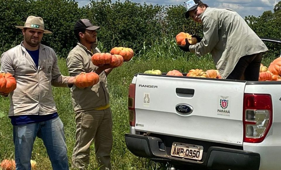 Experimento no Oeste apresenta resultados 50% acima da média em produção de abóboras e contribui para a segurança alimentar da região