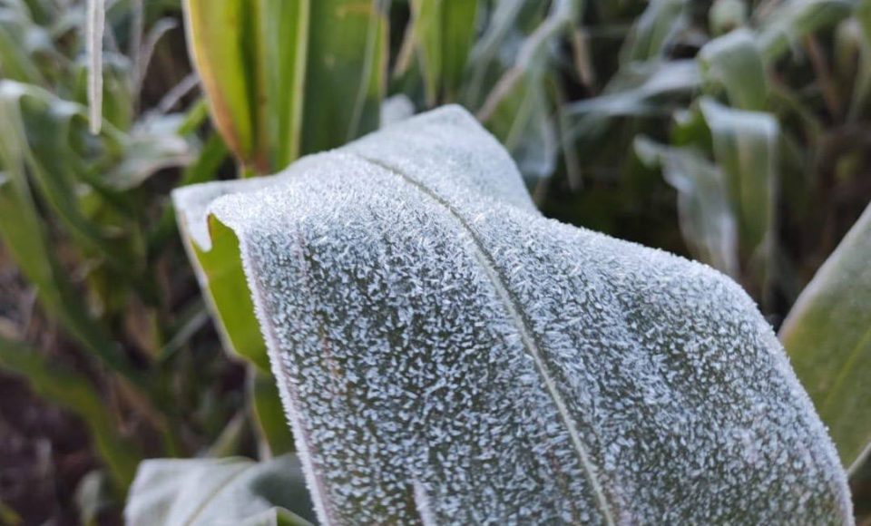 O IDR-Paraná (Instituto de Desenvolvimento Rural do Paraná — Iapar-Emater) e o Simepar (Sistema de Tecnologia e Monitoramento Ambiental do Paraná) alertam que há previsão da chegada de uma forte massa de ar polar no Paraná e que deve provocar frio intenso em todo o Estado, no período de 27 de julho a 01 de agosto. - Lavoura de milho   -  Curitiba, 26/07/2021  -  Foto: IDR-PARANÁ