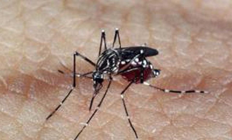 Aedes aegypti é o mosquito transmissor da dengue    (Arquivo Agência Brasil)