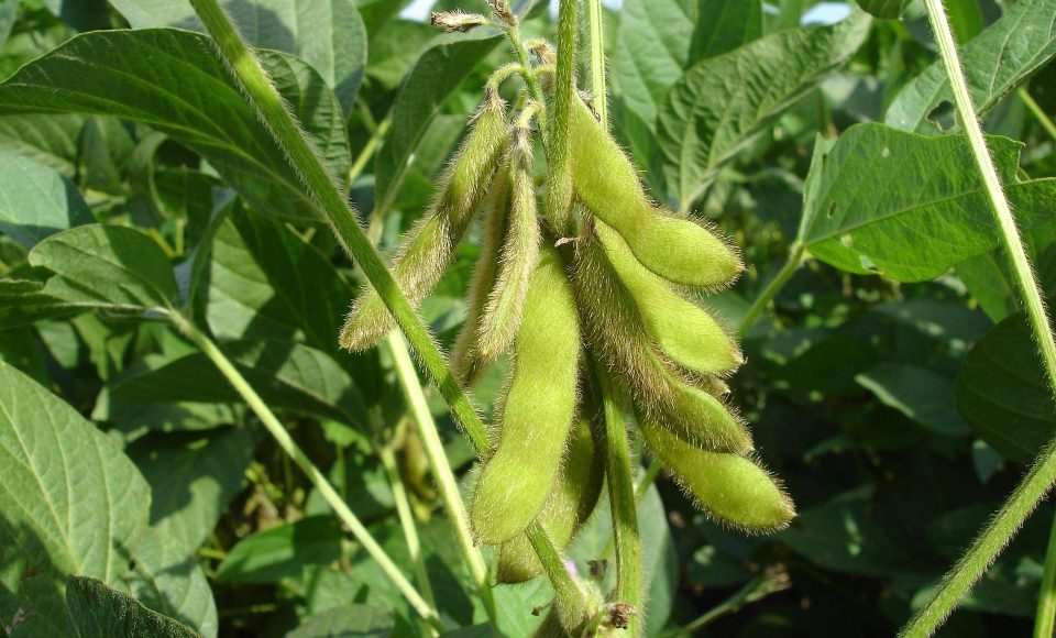 Em 15 de maio, o Paraná dá início ao combate à ferrugem asiática da soja. Nesta data termina o prazo para a colheita ou dessecação da oleaginosa, com o objetivo de preparar as áreas de cultivo para o vazio sanitário, período no qual é proibido semear ou manter plantas vivas de soja no campo.  -  Curitiba, 14/05/2021  -  Foto: SEAB