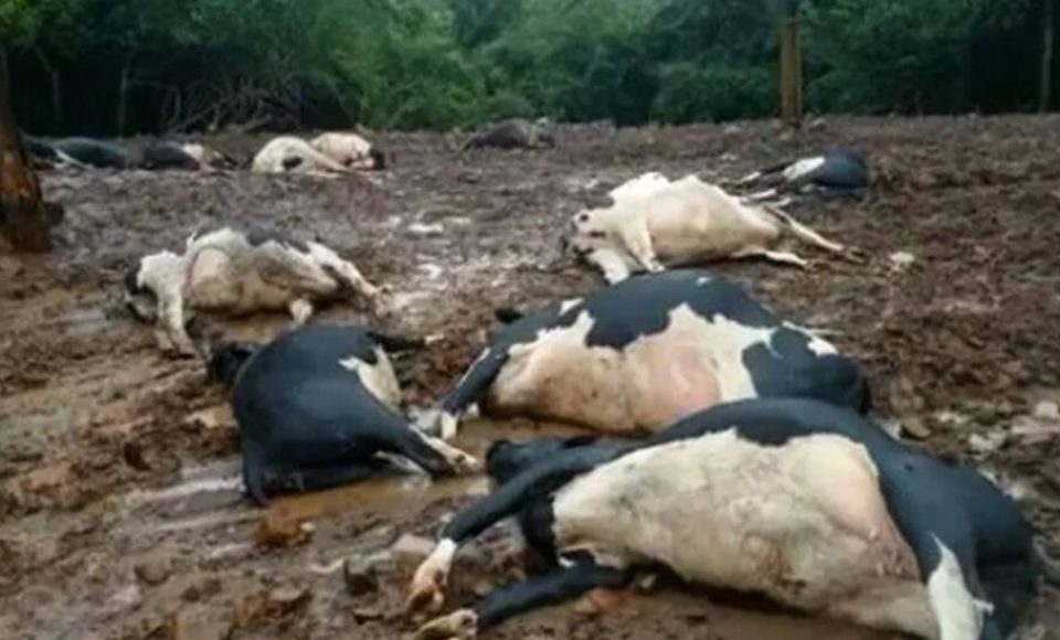 Vagas morreram após duas descargas elétricas na propriedade rural. Foto: Reprodução.