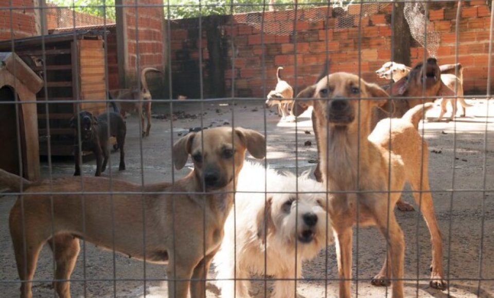 Animais acolhidos pela SAAU de Umuarama.