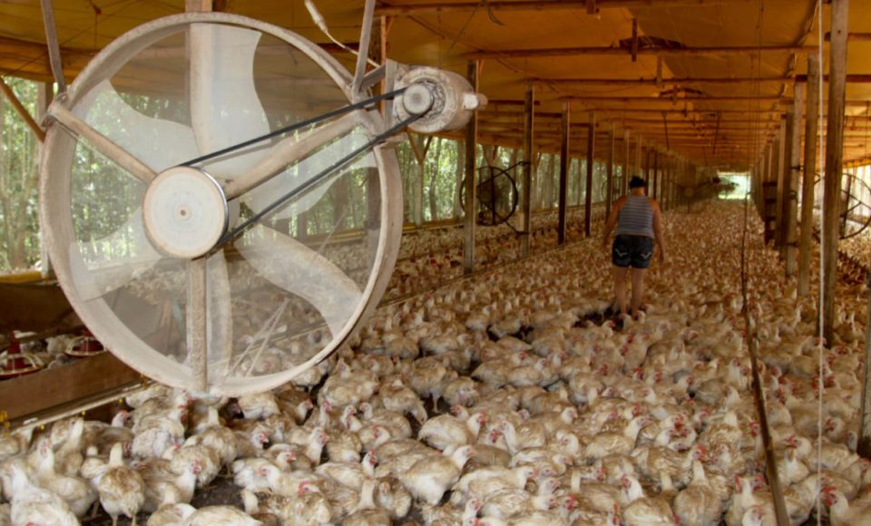 CASCAVEL/PR - 15-02-11 - Avicultura de Corte - Produtores de frangos, filiados a Cooperativas da região de Cascavel. Foto Jonas Oliveira