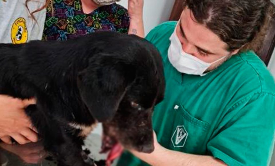 (Ajuda para a cachorrinha vítima do ato cruel (Foto: Reprodução/Instagram/associacaogfa)