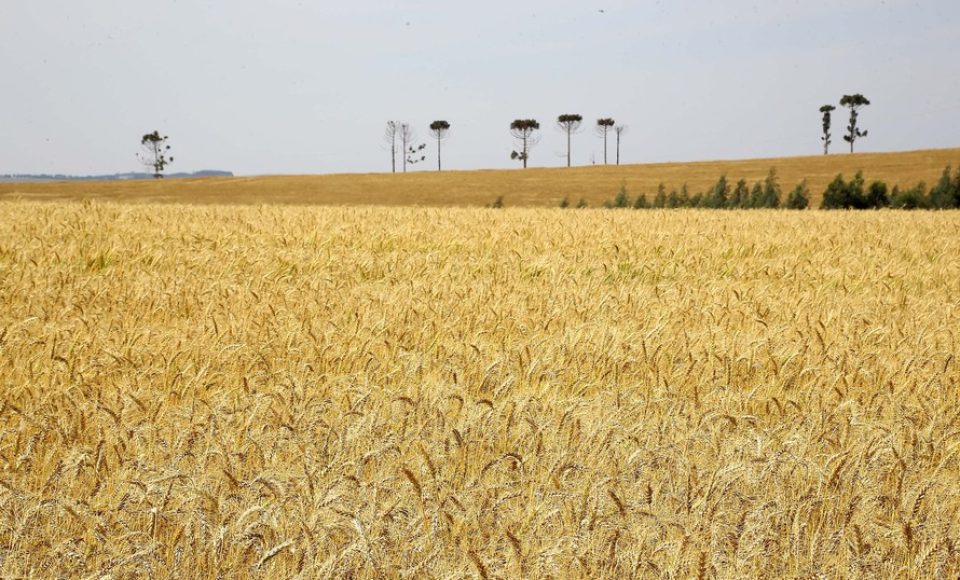 avoua de trigo. Tibagi, 12/09/2019 Foto:Jaelson Lucas / AEN