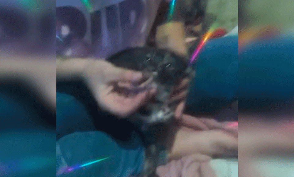 Momento em que a mulher dá o suposto cigarro de maconha ao gato. A polícia procura ela e a pessoa que fez o vídeo. Foto: Reprodução/Divulgação Redes Sociais