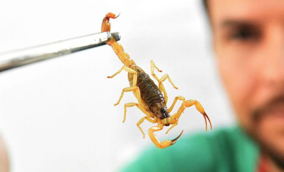 O ministério não recomenda o uso de produtos químicos como pesticidas para o controle de escorpiões - Divulgação/Ministério da Saúde