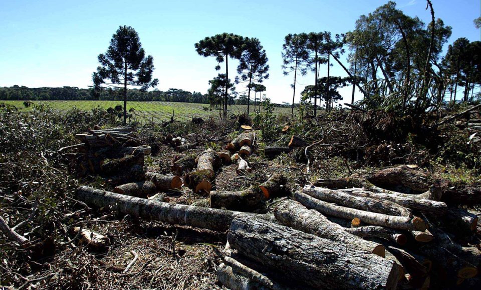 Desmatamento de Pinheiros, Embuia e arvores nativas, a 120 km de Curitiba no município de Piên, tecnicos do Instituto Ambiental do Paraná, IAP e Polícia Florestal, multaram econfiscaram toda a madeira derrubada, as multas chegaram a 80 mil reais, o total da área desmatada é de 12 ectares divididos em cinco propriedades, foram 86 pinheiros, 406 ávores nativas, 154 metros de lenha estaleirado e 17 toras de pinheiros estaleirados, Piên-Pr 27,07,2005>Foto Denis Ferreira Netto.