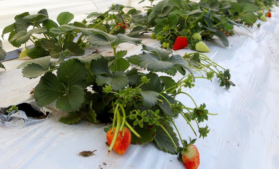 Plantação de morangos. Pinhalão,08/10/2019 Foto:Jaelson Lucas / AEN