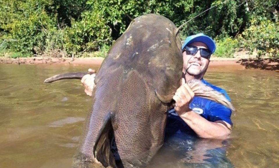 Peixe gigante: Jaú capturado no Rio Paraná chama atenção pelo tamanho. Foto: Coplas Pescaria/Via Portal da Cidade