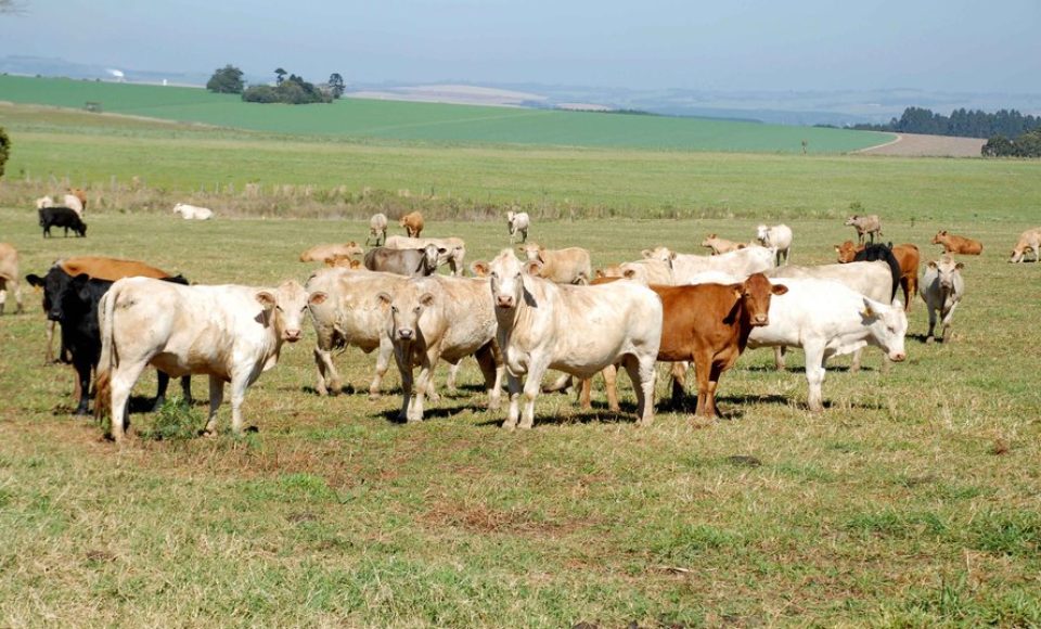 A principal atração do Instituto Agronômico do Paraná (Iapar) na ExpoLondrina 2014 é a apresentação de um lote de Purunã, raça que vem ganhando notoriedade entre os pecuaristas e já extrapolou as fronteiras do Paraná, tendo criadores no Mato Grosso do Sul, Minas Gerais, Mato Grosso e até Amazonas. Foto: Divulgação