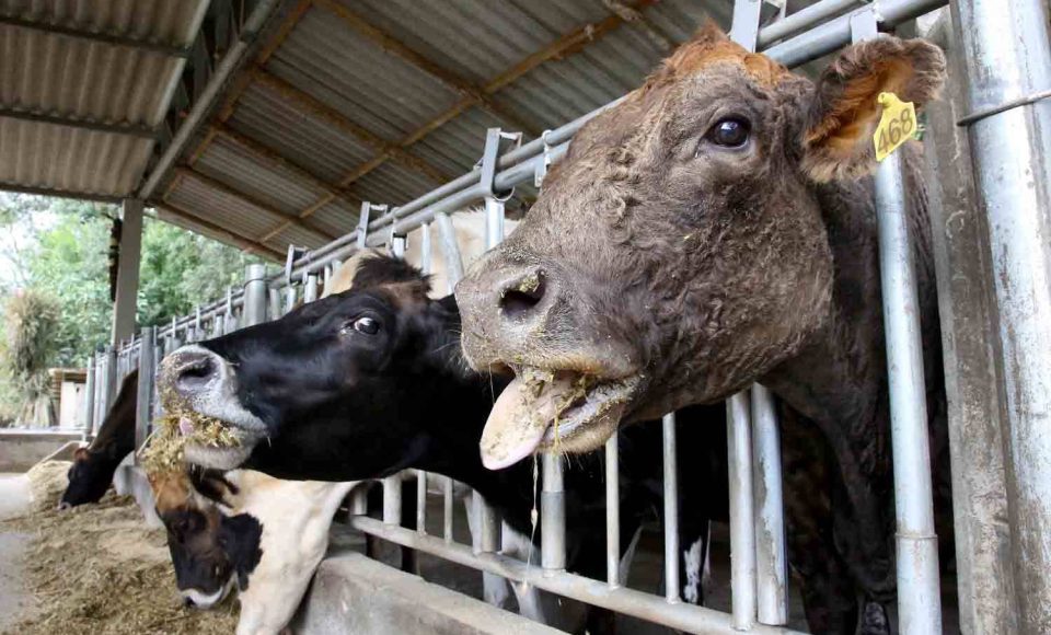 Campanha de vacinação febre aftosa. Campo Largo, 09/05/2019 Foto:Jaelson Lucas / ANPr