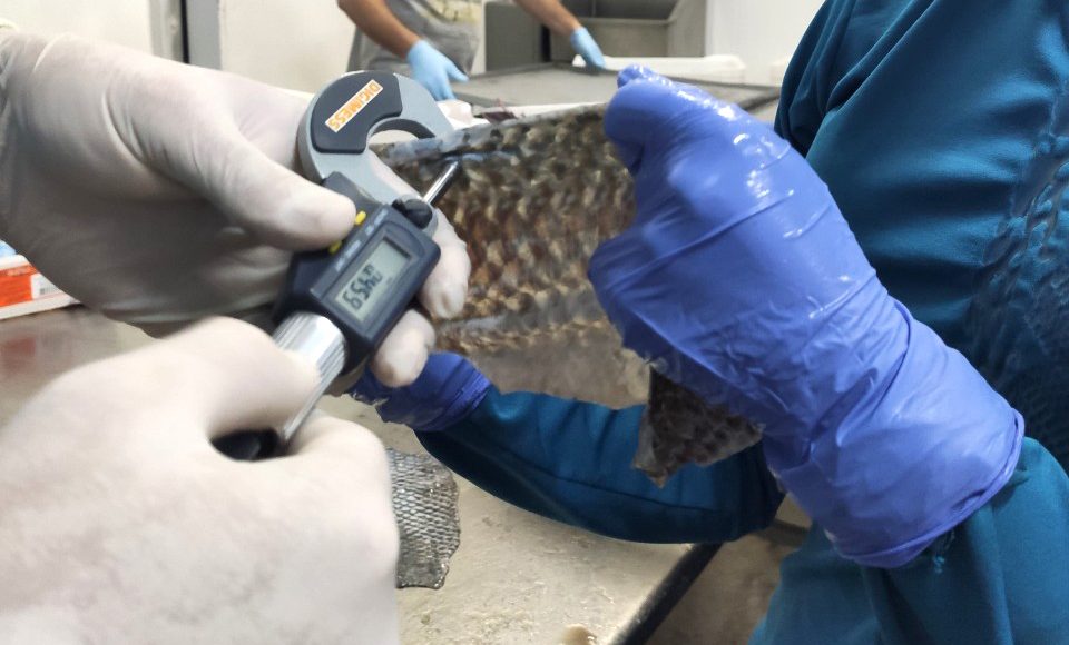 UEM desenvolve estudo de melhoria genética da pele do peixe proporcionando o aumento das fibras colágenas - Maringá, 30/11/2021
