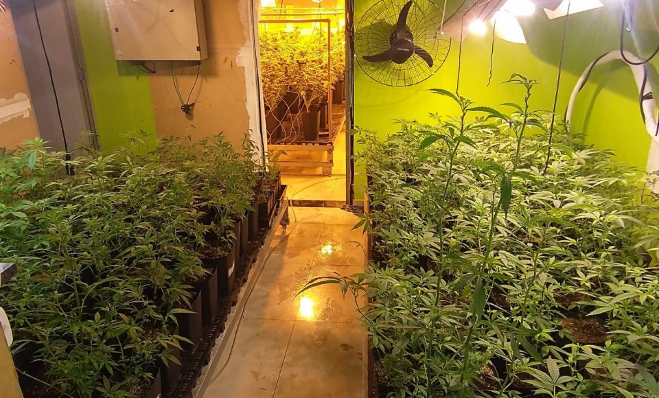 Denúncia via 181 leva polícia a apreender 400 pés de maconha e fechar laboratório de drogas em Curitiba -