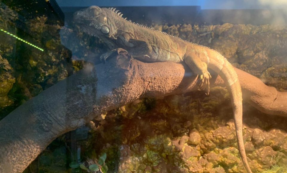 Animais de espécimes nativas e exóticas foram apreendidos durante cumprimento de mandados de busca e apreensão em Maringá, no Noroeste do Estado, nesta terça-feira (25). A operação contou com o apoio do Batalhão de Polícia Ambiental – Força Verde. - Foto: IAT/SEDEST