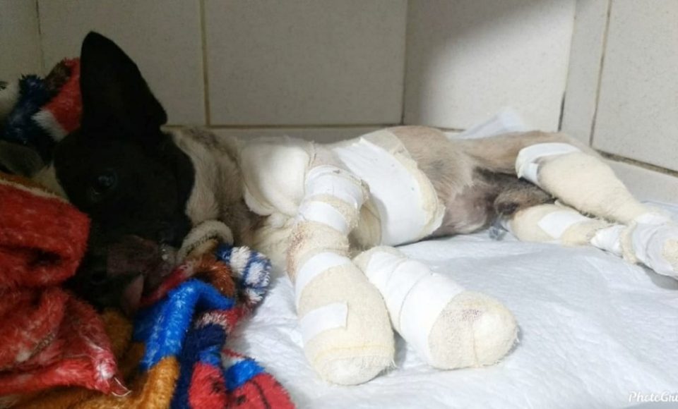 Cachorro foi socorrido e passou por atendimento veterinário em Campo Mourão — Foto: Arquivo Pessoal