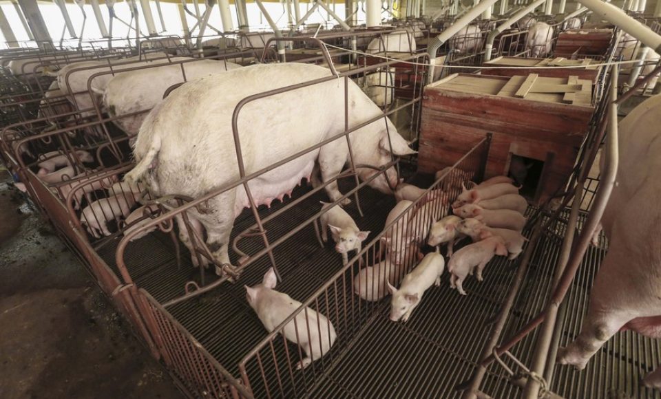 PORCOS - A granja Muller foi considerada referencia na criação de porcos pela Cooperativa Primato. De propriedade de Ana Catarina Muller e Elton Alceu Ender, está localizada em Vila Nova, distrito de Toledo.
Toledo, 01-06-17.
Foto: Arnaldo Alves / ANPr.