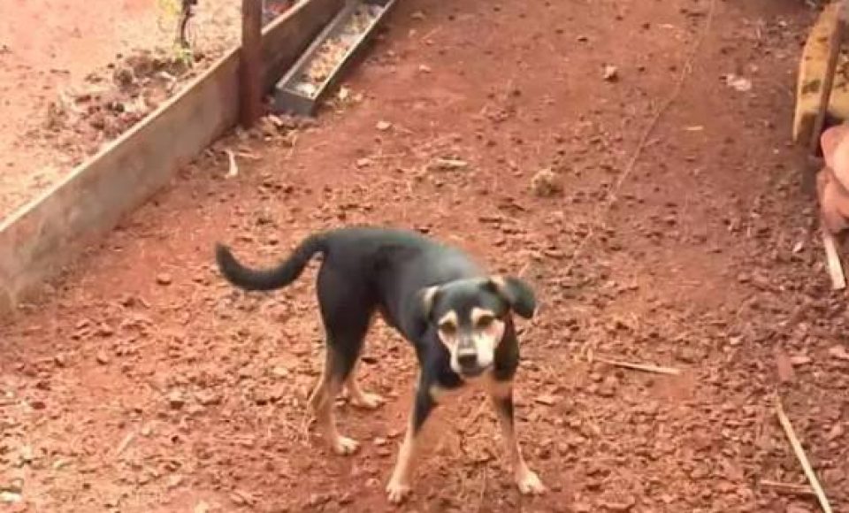 O CÃO MORTO QUE APARECE NO VÍDEO VIVIA COM OUTROS CACHORROS EM UM TERRENO. (FOTO: REPRODUÇÃO/RICTV)
