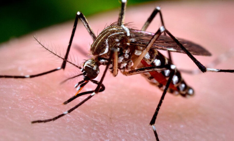 Aedes Aegipti, mosquito transmissor da dengue