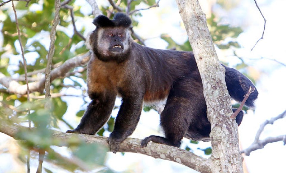 A Secretaria da Saúde do Paraná alerta sobre a violência contra macacos. A febre amarela é transmitida apenas pela picada dos mosquitos – tanto nas pessoas, quanto nos macacos. Entretanto, por viverem em regiões de mata, os primatas costumam ser os primeiros infectados e, dessa maneira, assumem um papel importante de sentinelas, indicando a presença do vírus na região.
Curitiba, 09/02/2017.
Foto: Arquivo ANPr