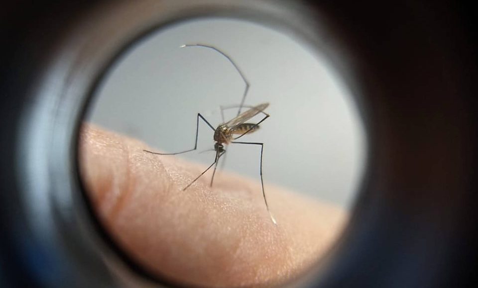 cretaria de Estado da Saúde confirmou nesta quinta-feira (14) o quarto caso de febre amarela no Estado. A pessoa infectada é de Campina Grande do Sul, na Região Metropolitana de Curitiba, mas o local de infecção ainda está sob investigação.  -  Curitiba, 14/02/2019  -  Foto: Divulgação SESA