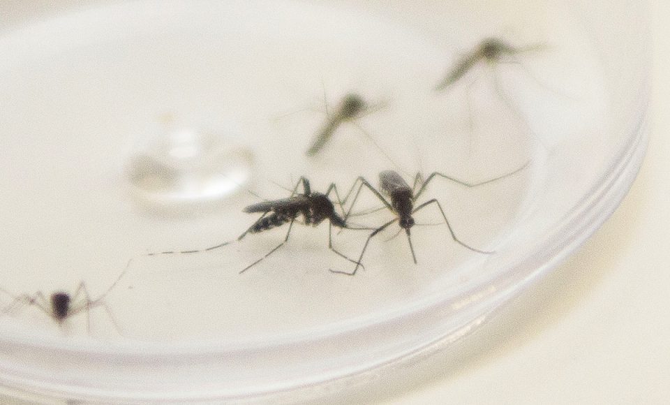 Mosquito Aedes aegypti. Curitiba, 04/12/2015. Foto: Pedro Ribas/ANPr
