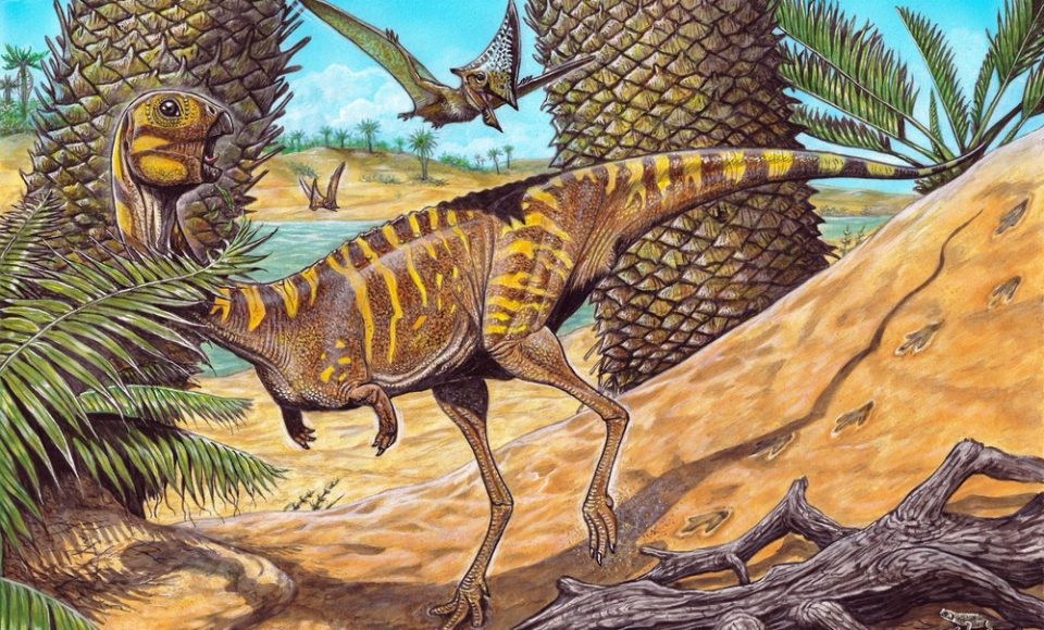 Berthasaura Leopoldinae viveu em um período estimado entre 70 e 80 milhões de anos atrás no Brasil — Foto: Divulgação/Museu Nacional