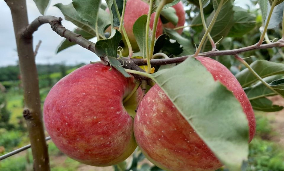 Agricultura prevê ano positivo para os produtores paranaenses de maçã  - Foto: Divulgação SEAB