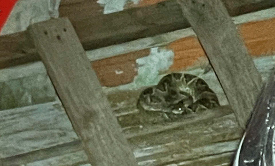 Foto: Arquivo Pessoal/Divulgação