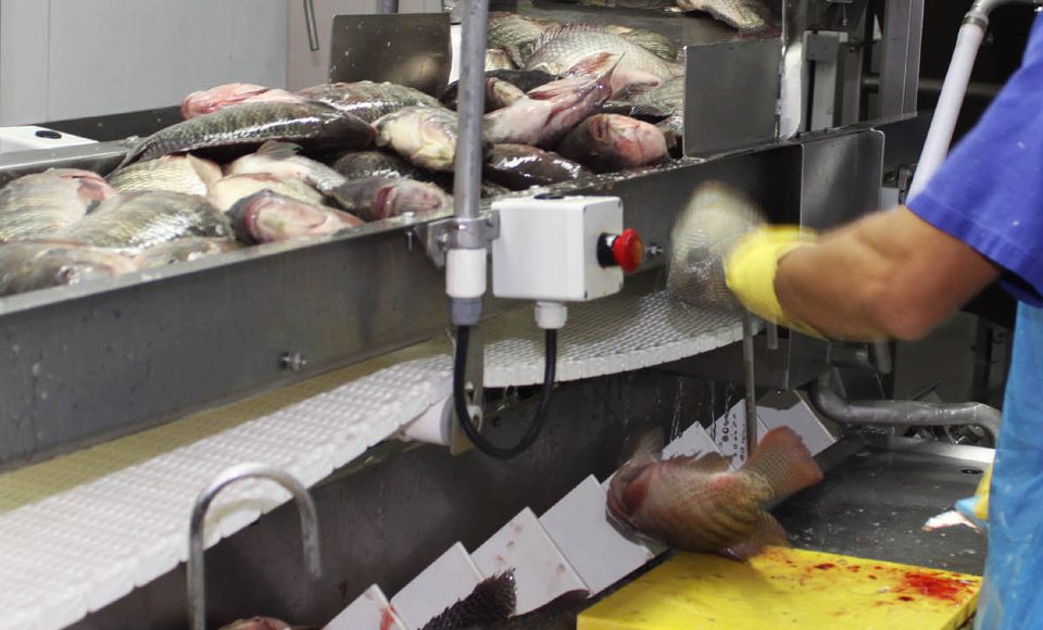 Produção de peixe deve crescer 22% no Paraná em 2016 -  Foto Jonas Oliveira