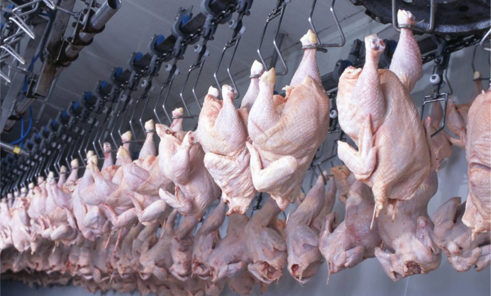 Abate Halal  -  Foto: Divulgação/IDR-PARANÁ