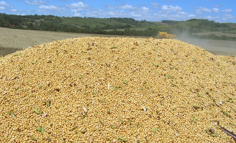 COLHEITA DE SOJA