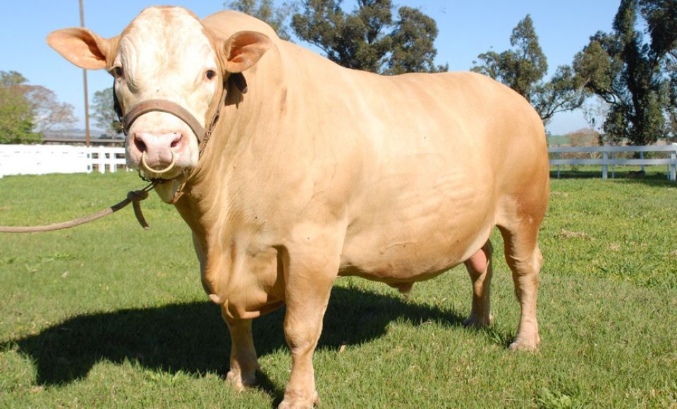 Purunã, primeira raça de bovino para corte desenvolvida no Paraná e a única idealizada por um centro estadual de pesquisa, o IDR-Paraná (Instituto de Desenvolvimento Rural do Paraná – Iapar-Emater), vem atraindo o interesse de pecuaristas de todo o Brasil. -  Curitiba, 02/06/2021  -  Foto: IDR-PARANÁ