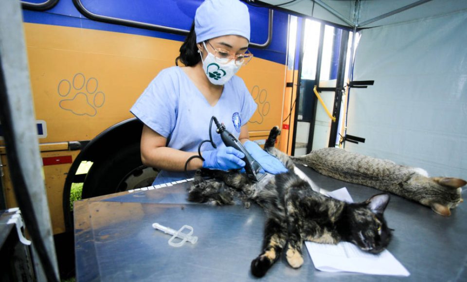 Projeto recebe recursos estaduais para esterilização de animais em ilhas no Paraná  -  Curitiba, 20/05/2021  -  Foto: SEDEST